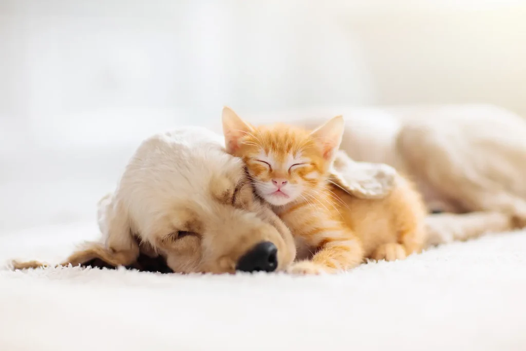 Schlafender Hund und Katze liegen eng zusammen – Symbol für Geborgenheit und Tierliebe