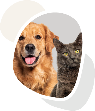 Golden Retriever und graue Katze sitzen gemeinsam vor hellem Hintergrund