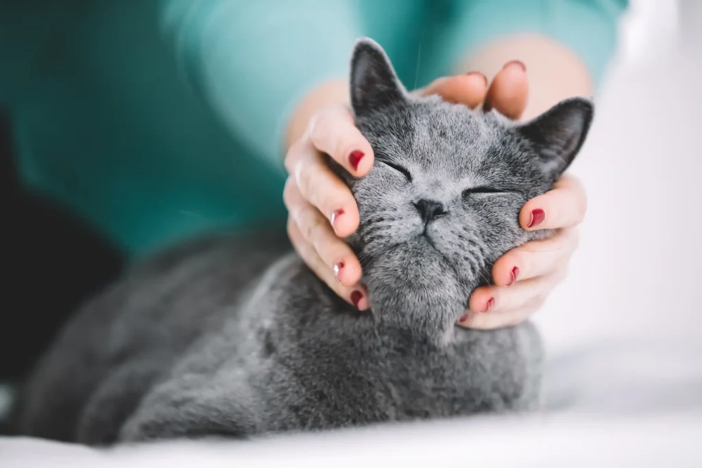 Graue Katze wird liebevoll von Händen gehalten – Symbolbild für Tierbestattung und Abschied