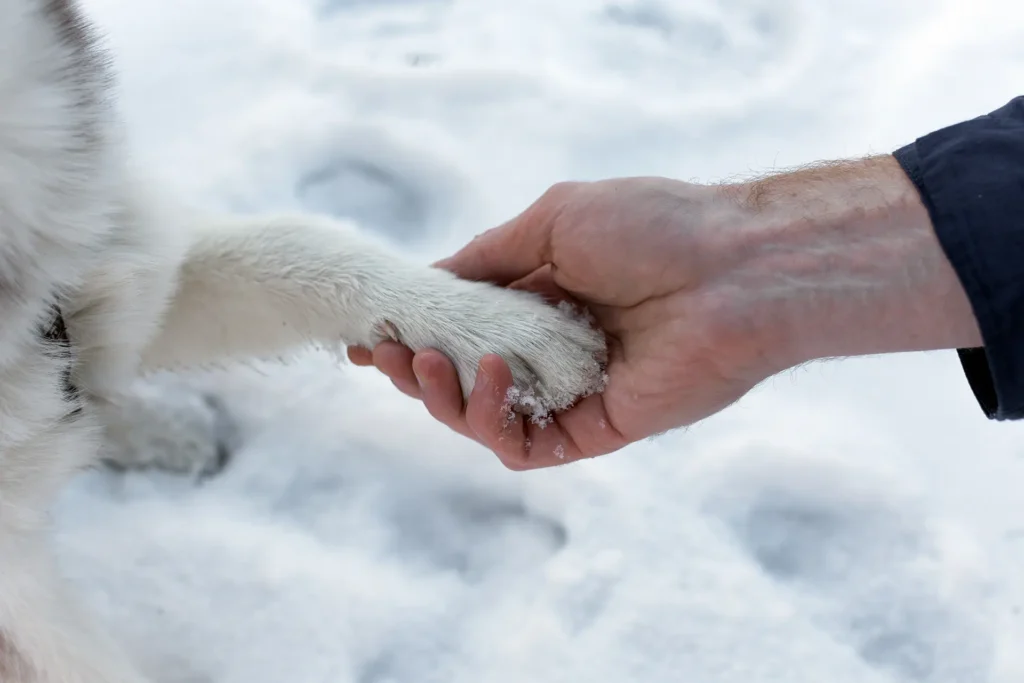 Hundepfote liegt in einer menschlichen Hand im Schnee – Symbol für Vertrauen und Abschied