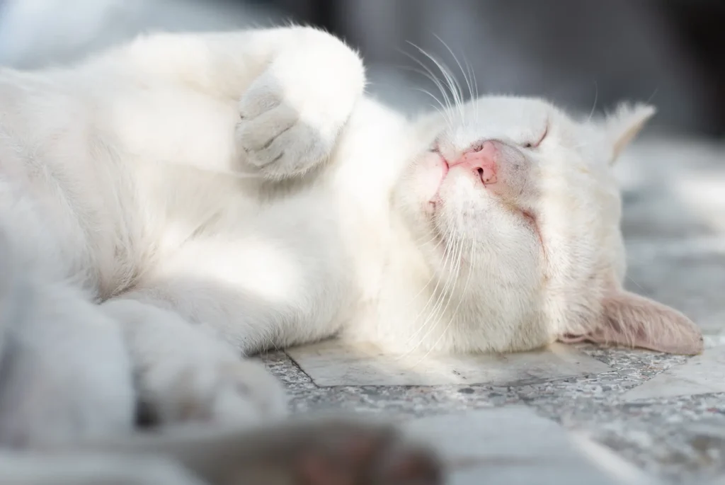 Weiße Katze schläft entspannt auf dem Boden – Symbolbild für Ruhe und Frieden